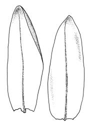 Ochiobryum blandum, leaves. Drawn from G. Brownlie 669, CHR 426064.
 Image: R.C. Wagstaff © Landcare Research 2020 CC BY 4.0
